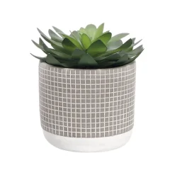 Maceta de terracota con cactus 14x14 cm