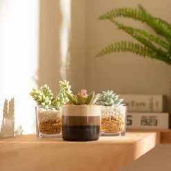 Maceta de vidrio con cactus