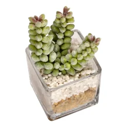 Maceta de vidrio con cactus