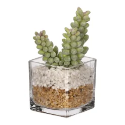 Maceta de vidrio con cactus