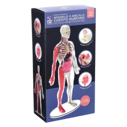 Modelo a escala del cuerpo humano