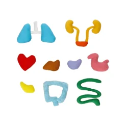 Muñeco anatomía textil
